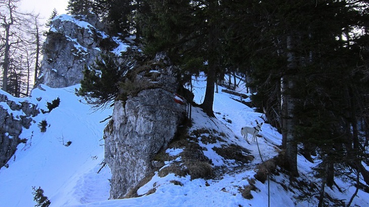 Foto: Andreas Koller / Schneeschuhtour / Über den Normalweg auf den Göller (1766m) / 03.07.2014 23:52:18