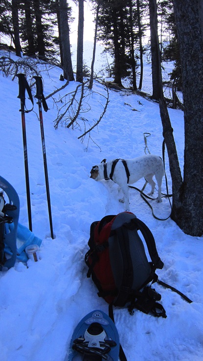 Foto: Andreas Koller / Schneeschuhtour / Über den Normalweg auf den Göller (1766m) / 03.07.2014 23:52:05