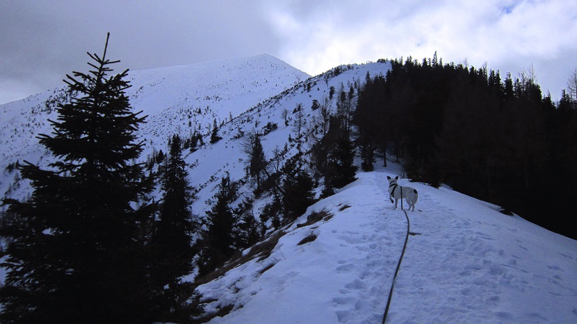 Foto: Andreas Koller / Schneeschuhtour / Über den Normalweg auf den Göller (1766m) / 03.07.2014 23:51:43