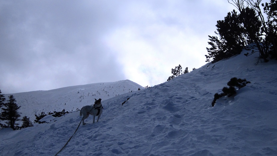 Foto: Andreas Koller / Schneeschuhtour / Über den Normalweg auf den Göller (1766m) / 03.07.2014 23:51:29
