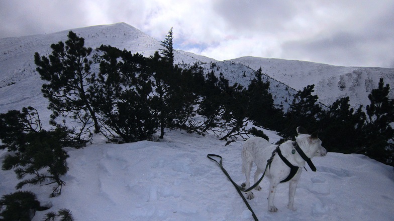 Foto: Andreas Koller / Schneeschuhtour / Über den Normalweg auf den Göller (1766m) / 03.07.2014 23:51:21