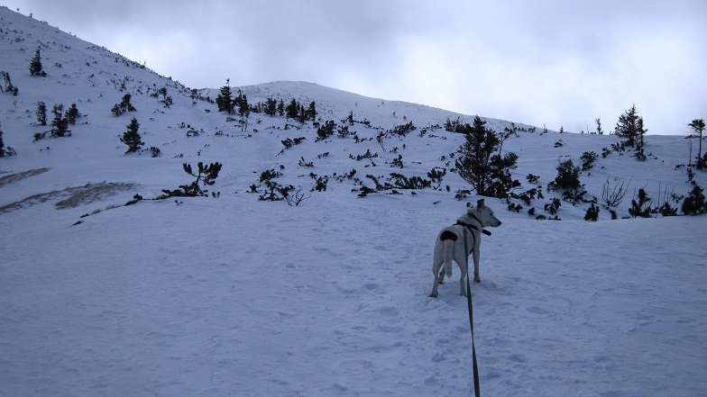 Foto: Andreas Koller / Schneeschuhtour / Über den Normalweg auf den Göller (1766m) / 03.07.2014 23:51:04