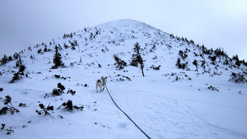 Foto: Andreas Koller / Schneeschuhtour / Über den Normalweg auf den Göller (1766m) / 03.07.2014 23:50:32