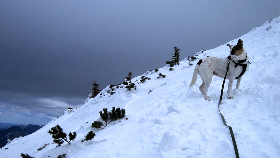 Foto: Andreas Koller / Schneeschuhtour / Über den Normalweg auf den Göller (1766m) / 03.07.2014 23:50:04