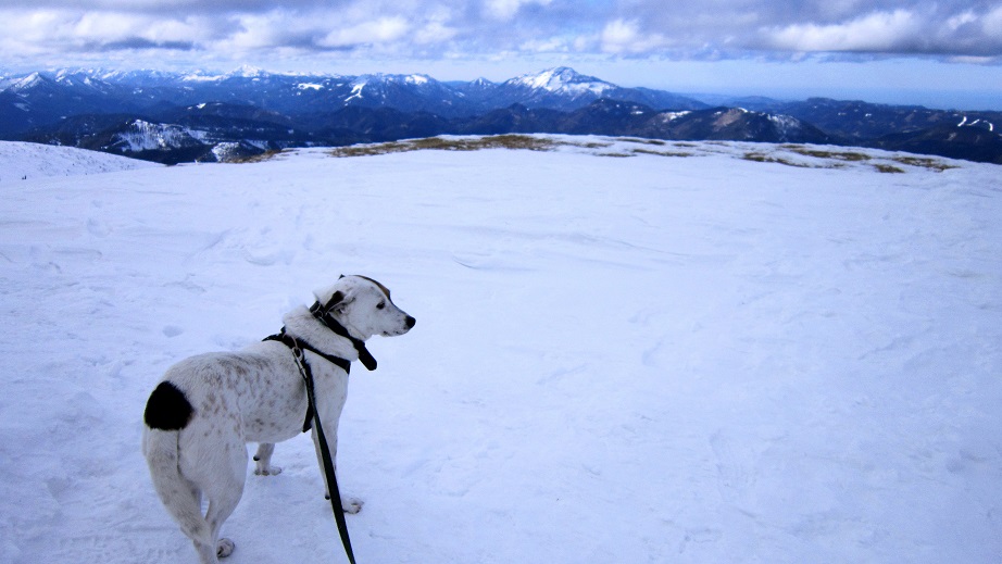 Foto: Andreas Koller / Schneeschuhtour / Über den Normalweg auf den Göller (1766m) / 03.07.2014 23:49:08