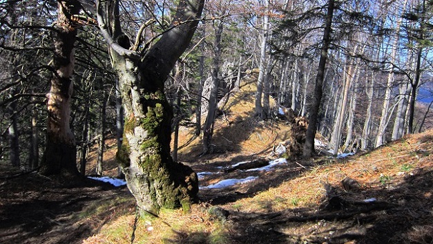 Foto: Andreas Koller / Schneeschuhtour / Über den Normalweg auf den Göller (1766m) / 03.07.2014 23:47:03
