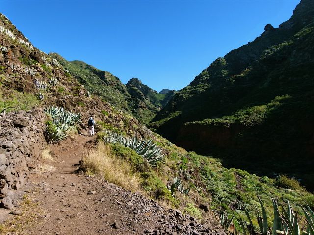 Foto: Walter Ruttinger / Wandertour / Teneriffa Norte: Chinamada-Trail / Nachmittag- und trotzdem wolkenlos- das ist eine Rarität! / 18.07.2014 18:03:01