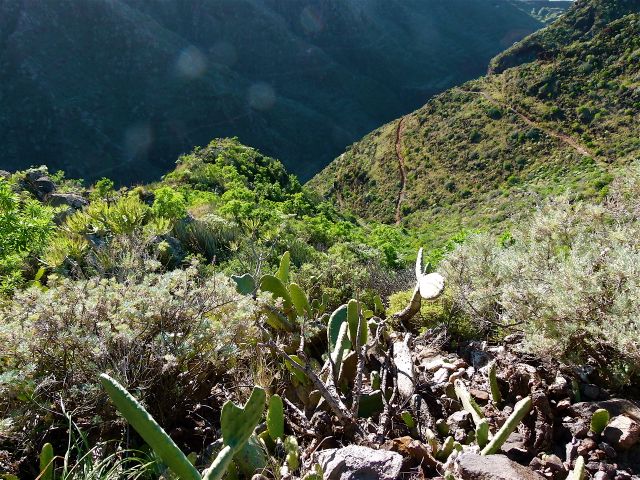 Foto: Walter Ruttinger / Wandertour / Teneriffa Norte: Chinamada-Trail / Wegcharakteristik von Chinamada hinunter / 18.07.2014 17:56:40