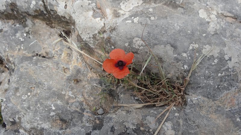 Foto: Datzi / Wandertour / Imbros Schlucht / Die Vegetation wird im Juni schon immer weiniger, aber man findet immer wieder ein Motiv wenn man die Augen öffnet, und nicht durch die Schlucht läuft / 21.07.2014 20:21:59