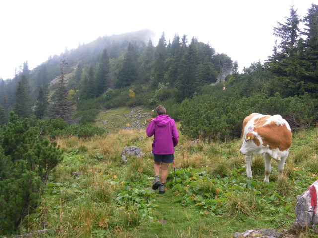 Foto: Wolfgang Lauschensky / Wandertour / Gippel über Gippelmauer und Treibsteig / Almwiesen und Latschengassen / 09.09.2014 23:02:00