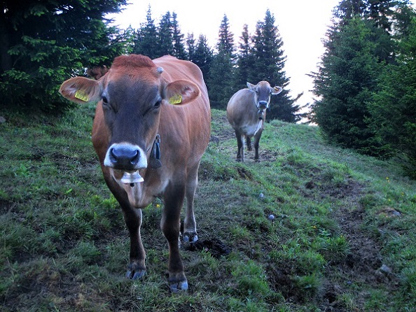 Foto: Andreas Koller / Klettersteigtour / Senda ferrada Piz Mitgel (3159m) / Morgendate! / 18.09.2014 01:48:28