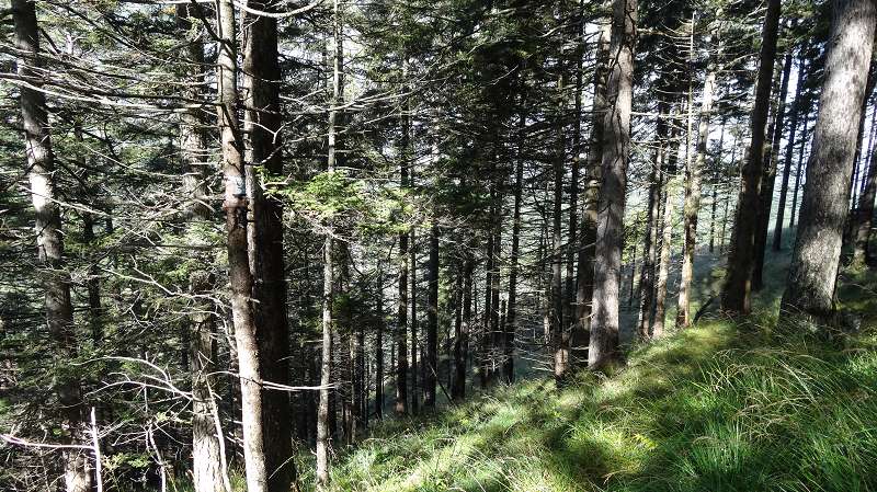 Foto: Datzi / Wandertour / Rundtour über das Weittal zum Hochwart (Biwak) - Abstieg über die Hochalm und Stadurzrinne (Antengraben) / Der verwachene Steig durch den Wald mit rot weisen Bänder / 01.10.2014 21:03:13