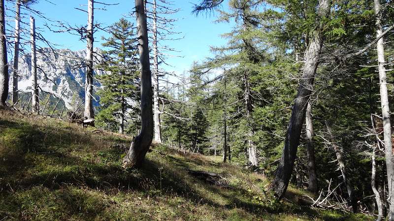 Foto: Datzi / Wandertour / Rundtour über das Weittal zum Hochwart (Biwak) - Abstieg über die Hochalm und Stadurzrinne (Antengraben) / Die Waldlichtung am Rücken / 01.10.2014 21:04:15