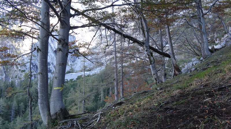 Foto: Datzi / Wandertour / Rundtour über das Weittal zum Hochwart (Biwak) - Abstieg über die Hochalm und Stadurzrinne (Antengraben) / 2. gelbe Pfeile die uns den Weg weisen / 01.10.2014 21:04:24