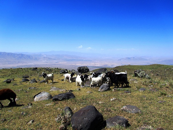 Foto: Andreas Koller / Wandertour / Ararat (5137m) / 23.10.2014 01:50:05