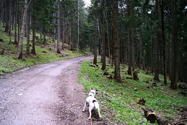 Foto: Andreas Koller / Wandertour / Gippel und Gippelmauer von Süden (1669m) / 24.11.2014 01:35:28