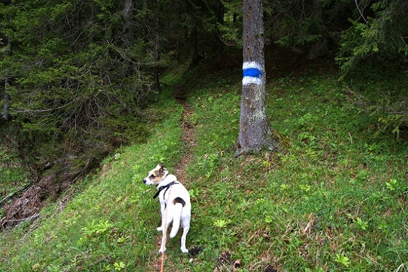 Foto: Andreas Koller / Wandertour / Gippel und Gippelmauer von Süden (1669m) / 24.11.2014 01:34:53
