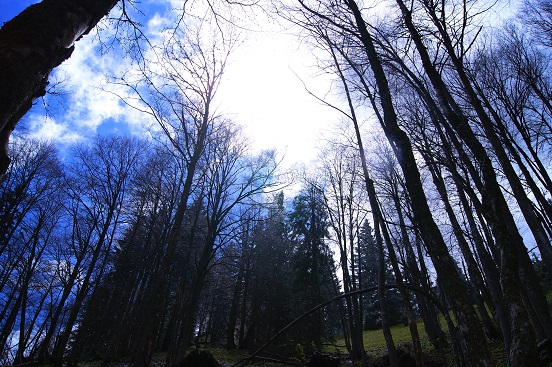Foto: Andreas Koller / Wandertour / Gippel und Gippelmauer von Süden (1669m) / 24.11.2014 01:34:45
