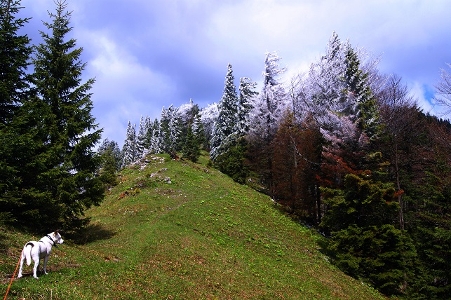 Foto: Andreas Koller / Wandertour / Gippel und Gippelmauer von Süden (1669m) / Am Preinecksattel / 24.11.2014 01:34:30