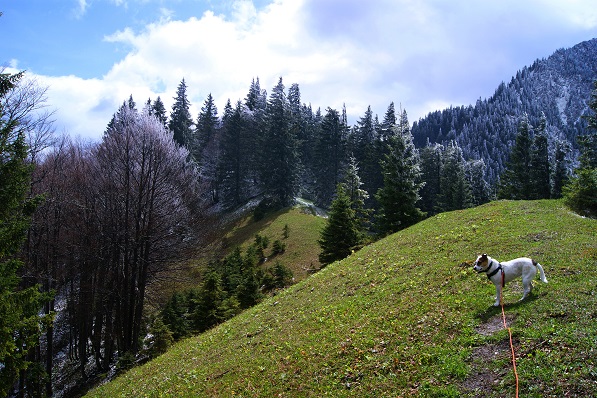 Foto: Andreas Koller / Wandertour / Gippel und Gippelmauer von Süden (1669m) / 24.11.2014 01:33:58