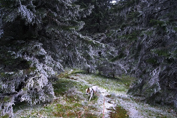 Foto: Andreas Koller / Wandertour / Gippel und Gippelmauer von Süden (1669m) / 24.11.2014 01:33:32