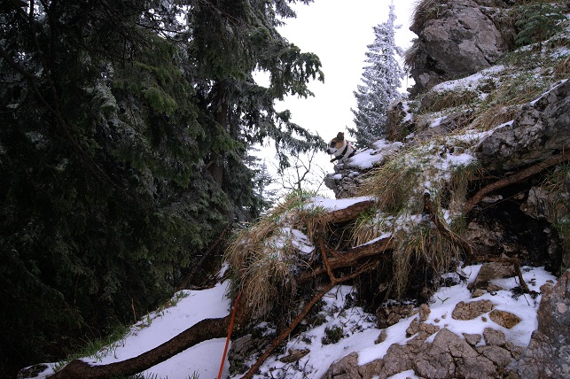Foto: Andreas Koller / Wandertour / Gippel und Gippelmauer von Süden (1669m) / 24.11.2014 01:32:46