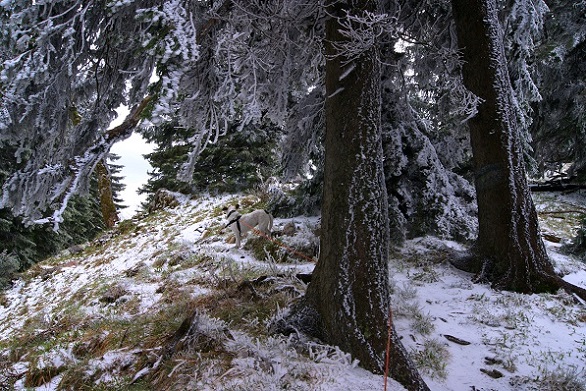 Foto: Andreas Koller / Wandertour / Gippel und Gippelmauer von Süden (1669m) / 24.11.2014 01:32:17