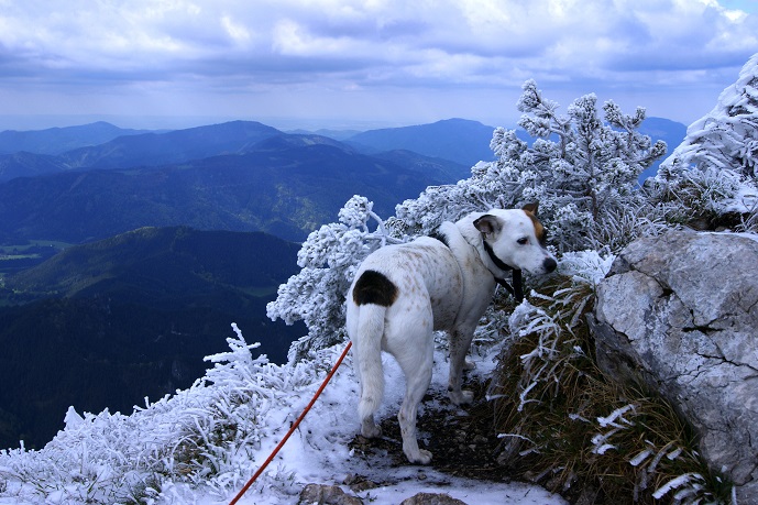 Foto: Andreas Koller / Wandertour / Gippel und Gippelmauer von Süden (1669m) / 24.11.2014 01:29:04