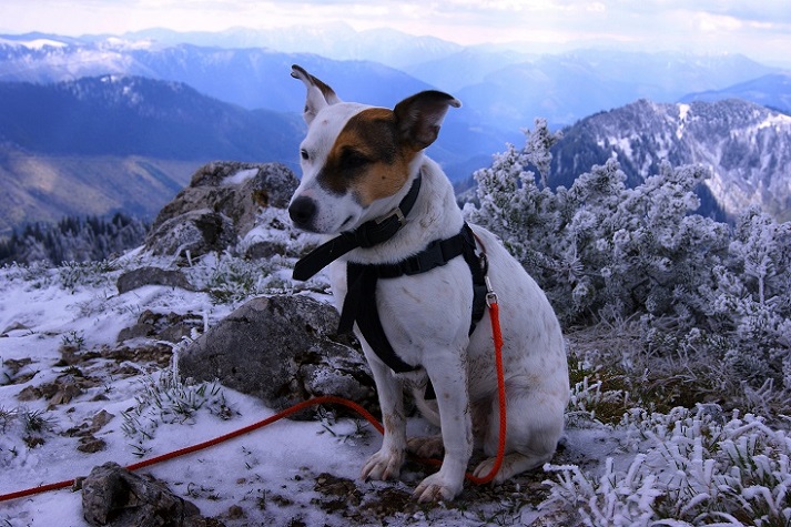 Foto: Andreas Koller / Wandertour / Gippel und Gippelmauer von Süden (1669m) / 24.11.2014 01:28:17