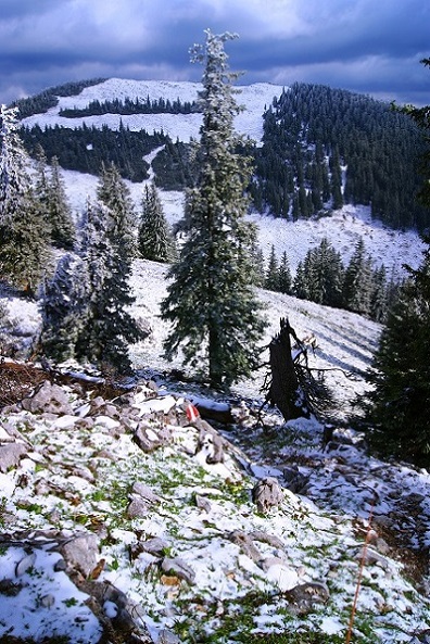 Foto: Andreas Koller / Wandertour / Gippel und Gippelmauer von Süden (1669m) / Abstieg vom Gippel / 24.11.2014 01:27:35