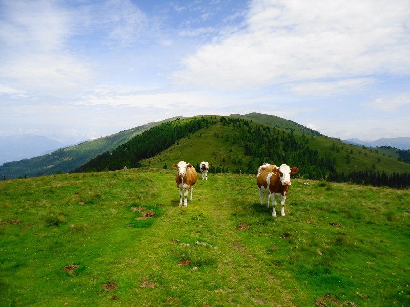 Foto: Günter Siegl / Wandertour / Mirnock über Palnock / 24.07.2016 20:16:33