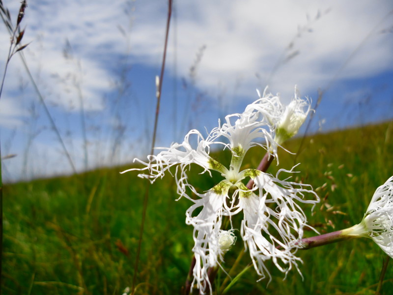 Foto: Günter Siegl / Wandertour / Mirnock über Palnock / 24.07.2016 20:16:06