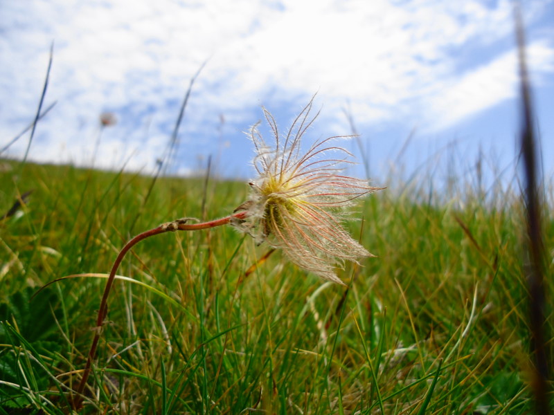 Foto: Günter Siegl / Wandertour / Mirnock über Palnock / 24.07.2016 20:15:17