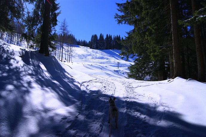Foto: Andreas Koller / Schneeschuhtour / Schneeschuhtour auf den Faistenauer Schafberg (1559m) / 30.05.2015 11:29:27