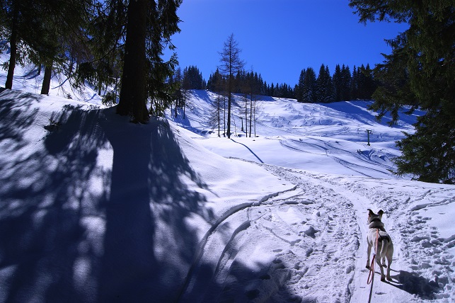Foto: Andreas Koller / Schneeschuhtour / Schneeschuhtour auf den Faistenauer Schafberg (1559m) / 30.05.2015 11:29:19