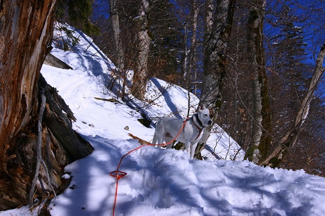 Foto: Andreas Koller / Schneeschuhtour / Schneeschuhtour auf den Faistenauer Schafberg (1559m) / 30.05.2015 11:26:27