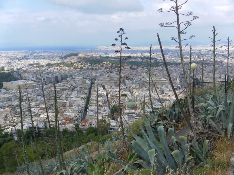 Foto: Wolfgang Lauschensky / Wandertour / Lykavittos oder Lykabettus 277m / Athen hinter Agaven / 17.06.2015 17:27:29