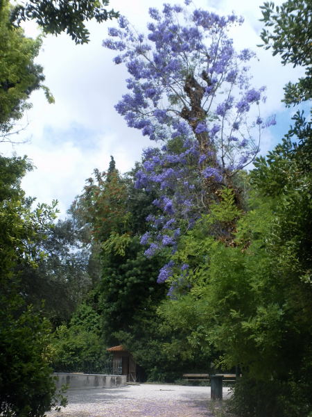 Foto: Wolfgang Lauschensky / Wandertour / Lykavittos oder Lykabettus 277m / im Nationalgarten Ethnikos Kipos / 17.06.2015 17:26:54