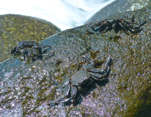 Foto: Walter Ruttinger / Wandertour / Masca Schlucht ***** / Am Strand von Masca / 19.06.2015 12:38:09