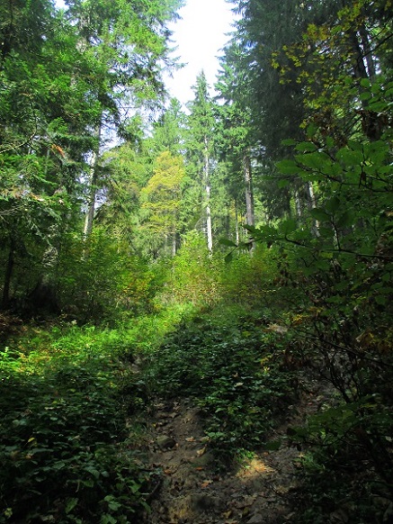 Foto: Andreas Koller / Klettersteigtour / Jungfernsteig auf den Grabnerstein (1847m) / 26.06.2015 01:59:54