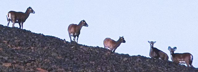 Foto: Walter Ruttinger / Wandertour / Pico Sur 3106m / Narices del Teide /Teneriffa / Mufflons (künstlich von der Jägerschaft angesiedelt) sehr selten zu sehen / 28.07.2015 12:38:02