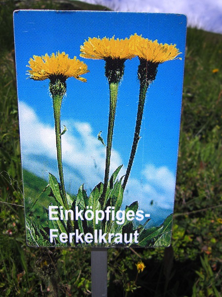 Foto: Andreas Koller / Wandertour / Naturwanderung am Piz Martegnas (2681m) / 30.07.2015 23:37:34
