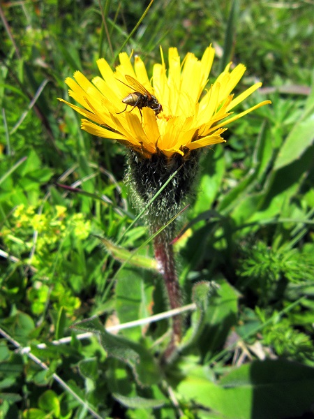 Foto: Andreas Koller / Wandertour / Naturwanderung am Piz Martegnas (2681m) / 30.07.2015 23:37:28