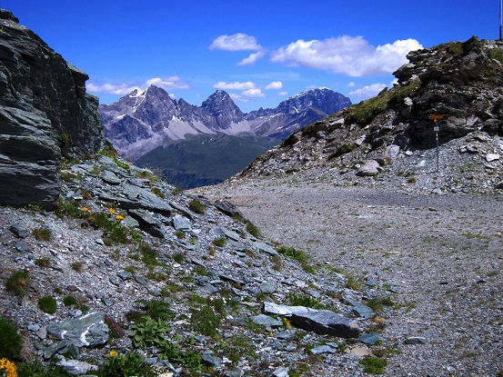 Foto: Andreas Koller / Wandertour / Naturwanderung am Piz Martegnas (2681m) / 30.07.2015 23:29:30