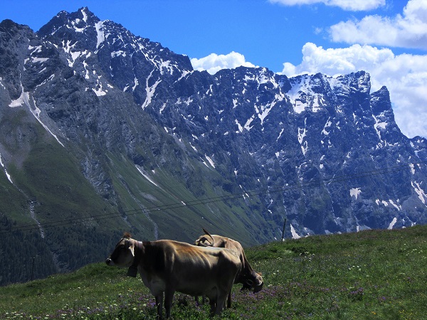 Foto: Andreas Koller / Wandertour / Naturwanderung am Piz Martegnas (2681m) / 30.07.2015 23:28:06