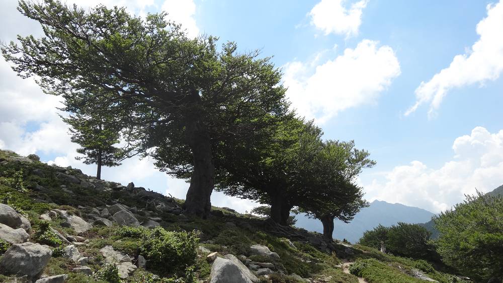 Foto: Datzi / Wandertour / In 17 Tage Korsika entdecken (Tour 2) Rundtour auf den Monte Renoso und Monte Torto / Alter Baumbestand entlang des GR 20 Weges / 01.08.2015 13:31:19