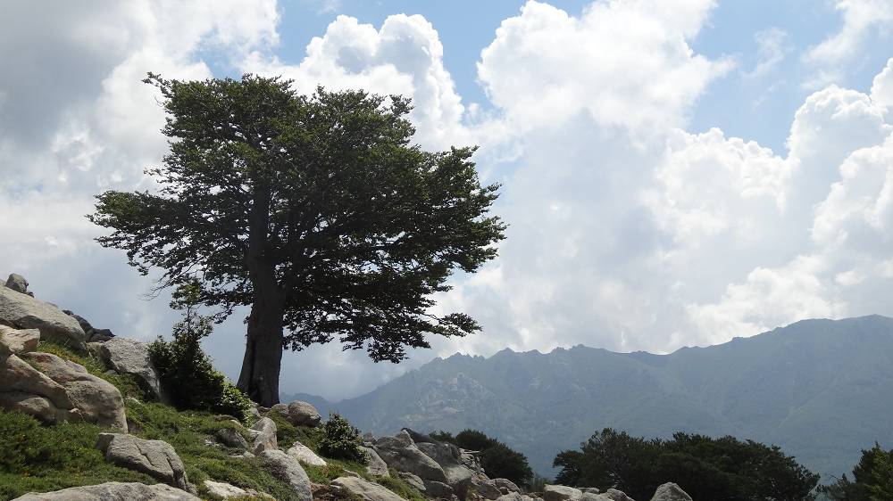 Foto: Datzi / Wandertour / In 17 Tage Korsika entdecken (Tour 2) Rundtour auf den Monte Renoso und Monte Torto / Alter Baumbestand entlang des GR 20 Weges / 01.08.2015 13:31:28