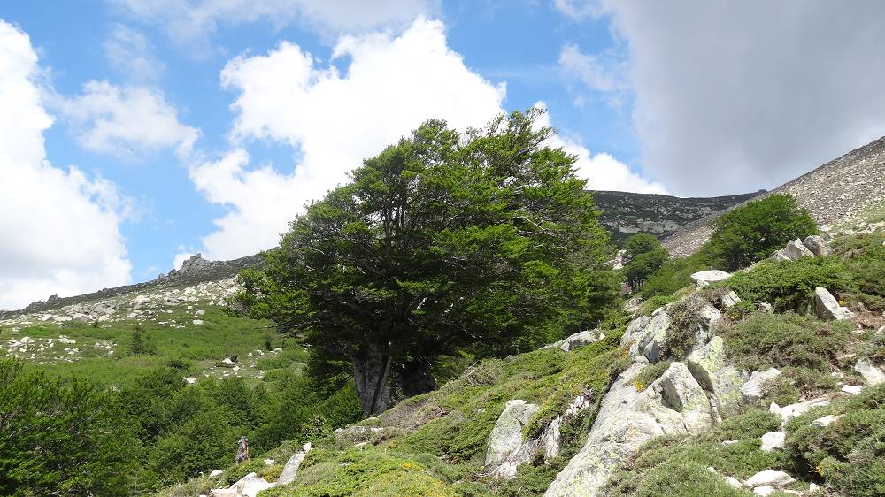 Foto: Datzi / Wandertour / In 17 Tage Korsika entdecken (Tour 2) Rundtour auf den Monte Renoso und Monte Torto / Alter Baumbestand entlang des GR 20 Weges / 01.08.2015 13:31:37