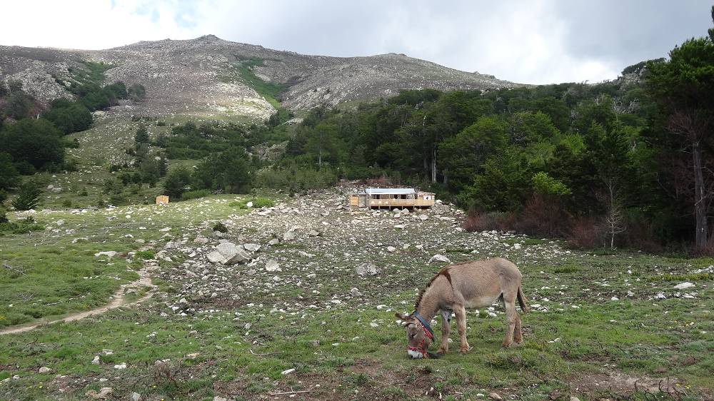 Foto: Datzi / Wandertour / In 17 Tage Korsika entdecken (Tour 2) Rundtour auf den Monte Renoso und Monte Torto / Die neue Hütte am GR20 Weges (ist nicht auf meiner GPS Karte eingezeichnet / 01.08.2015 13:31:46
