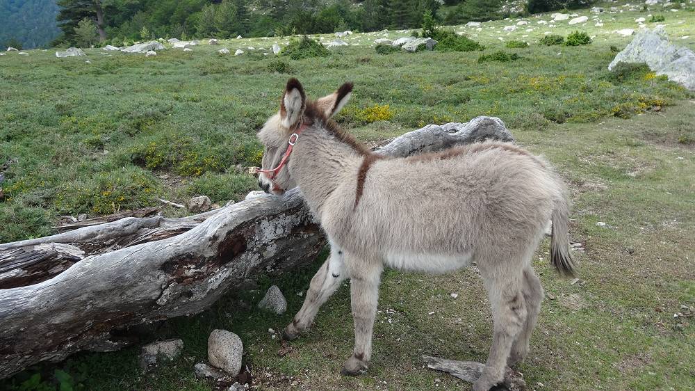 Foto: Datzi / Wandertour / In 17 Tage Korsika entdecken (Tour 2) Rundtour auf den Monte Renoso und Monte Torto / Die neue Hütte am GR20 Weges (ist nicht auf meiner GPS Karte eingezeichnet. Hier gibt es auch Pferde und Esel / 01.08.2015 13:31:54